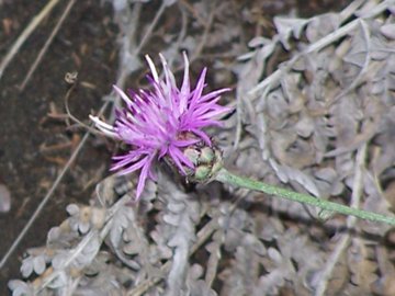 Centaurea parlatoris / Centaurea di Parlatore